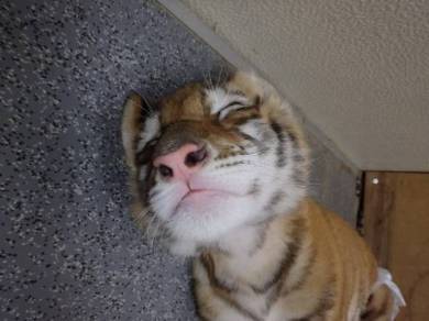 岩手サファリパーク リラちゃん