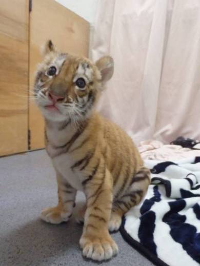 岩手サファリパーク リラちゃん