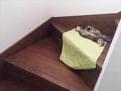 階段で眠るフェレット
