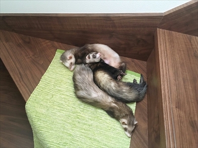 階段で眠るフェレット