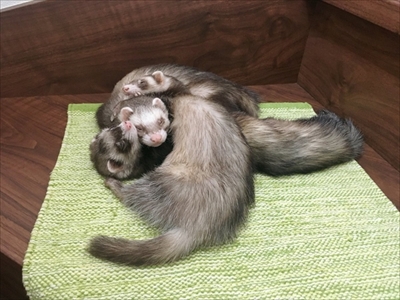 階段で眠るフェレット