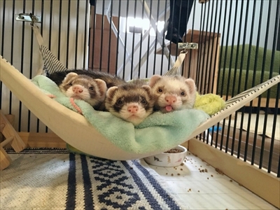 階段で眠るフェレット