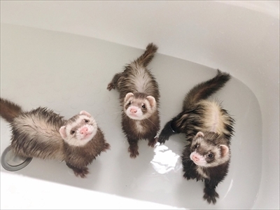 階段で眠るフェレット