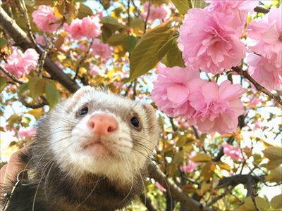 階段で眠るフェレット