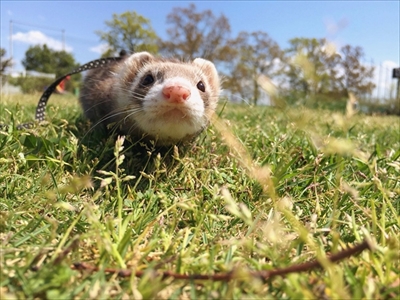 階段で眠るフェレット