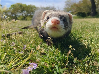 階段で眠るフェレット