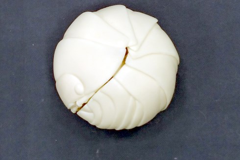 ワンダーフェスティバル 2018 ダンゴムシ