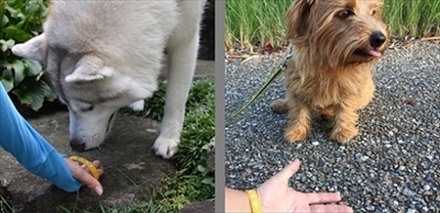 docdogワンタッチキャンペーン