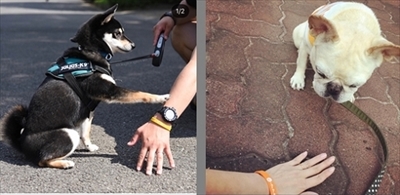 docdogワンタッチキャンペーン