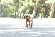 docdogワンタッチキャンペーン