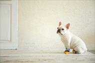 docdogワンタッチキャンペーン