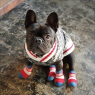 docdogワンタッチキャンペーン