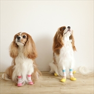 docdogワンタッチキャンペーン