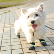 docdogワンタッチキャンペーン