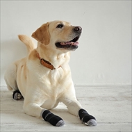 docdogワンタッチキャンペーン