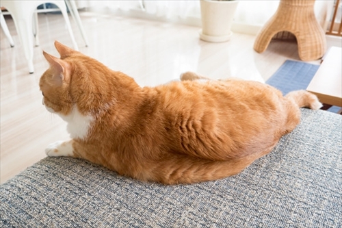 アメブロ　TORAPPACHI!