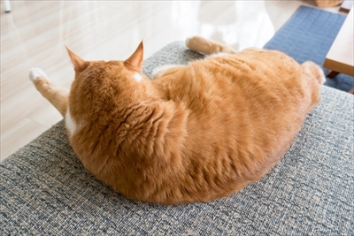 アメブロ　TORAPPACHI!