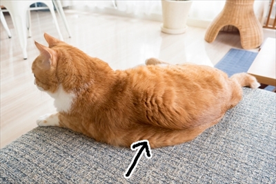 アメブロ　TORAPPACHI!