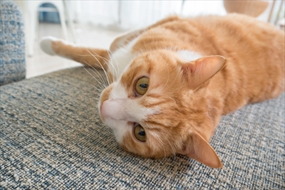 アメブロ　TORAPPACHI!