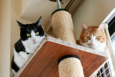 アメブロ　TORAPPACHI!