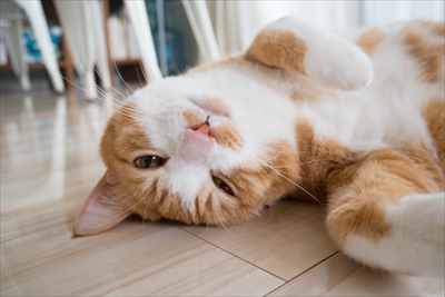 アメブロ　TORAPPACHI!