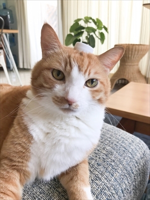 アメブロ　TORAPPACHI!