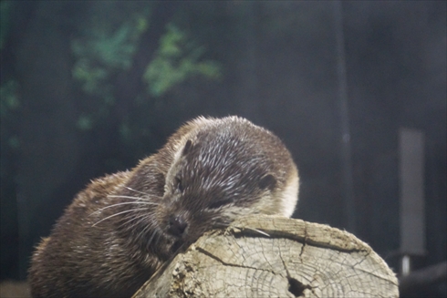 マリンピア日本海