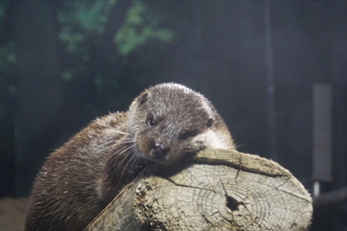 マリンピア日本海