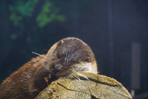 マリンピア日本海