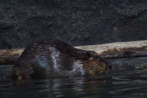 マリンピア日本海