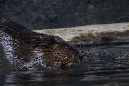 マリンピア日本海