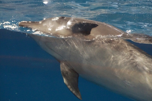 マリンピア日本海