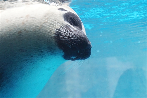 マリンピア日本海
