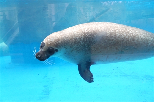 マリンピア日本海