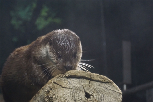 マリンピア日本海