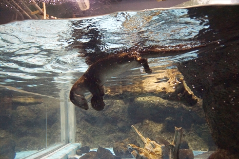 マリンピア日本海