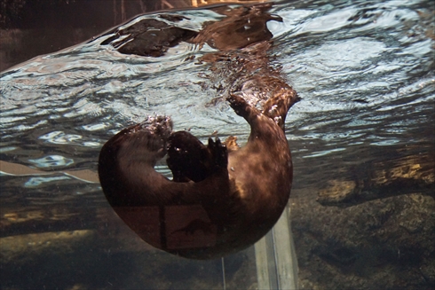 マリンピア日本海