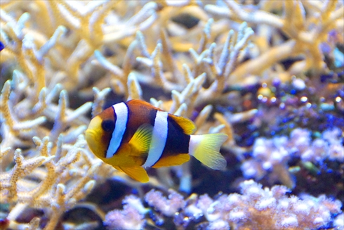 マリンピア日本海