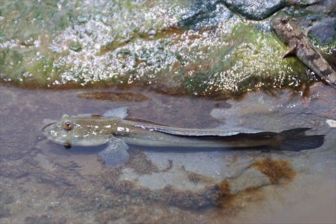 マリンピア日本海