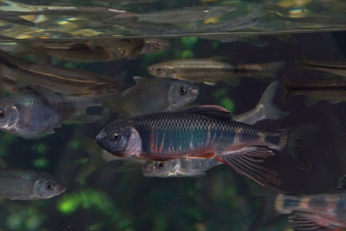 マリンピア日本海