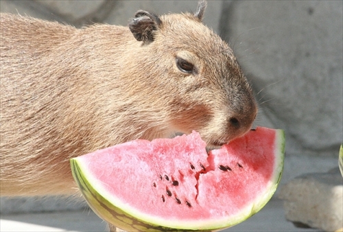 カピバラすいか早食い対決