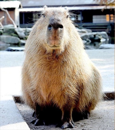 カピバラすいか早食い対決