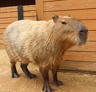 カピバラすいか早食い対決