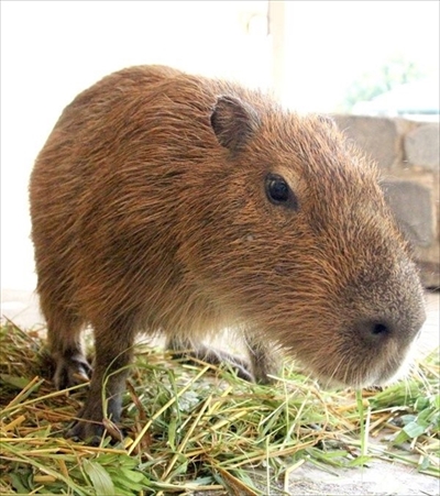 カピバラすいか早食い対決