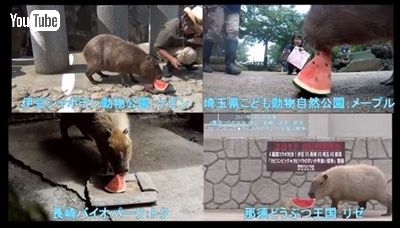 カピバラすいか早食い対決