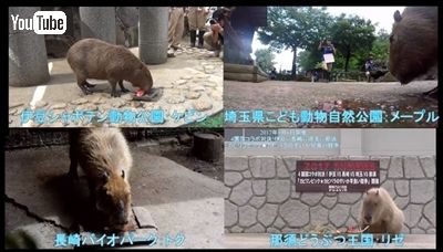 カピバラすいか早食い対決