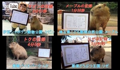 カピバラすいか早食い対決