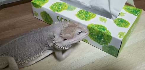 ティッシュ イラスト 葉っぱ 勘違い フトアゴヒゲトカゲ