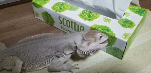 ティッシュ イラスト 葉っぱ 勘違い フトアゴヒゲトカゲ