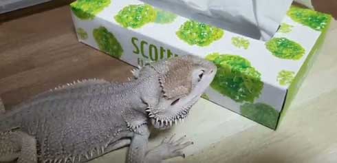 ティッシュ イラスト 葉っぱ 勘違い フトアゴヒゲトカゲ